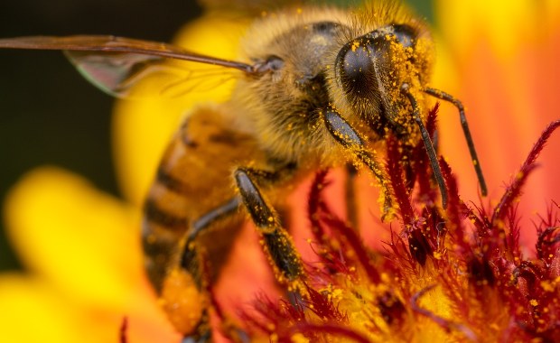 Popularny środek chwastobójczy może zabijać pszczoły 