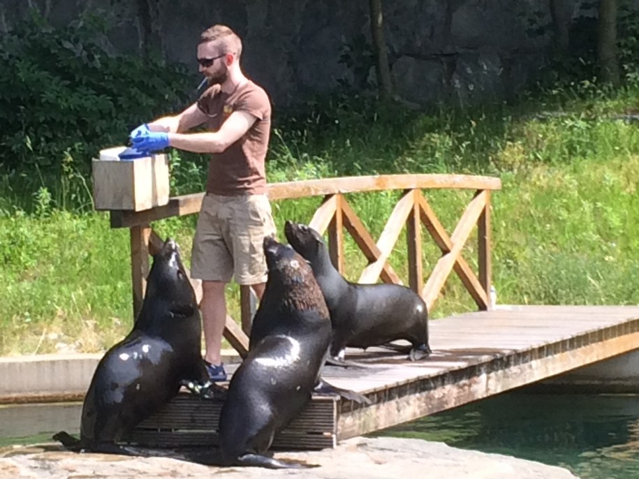 Pora karmienia kotików /Bartłomiej Paulus /RMF FM