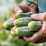 Poradnik nawożenia ogórków gruntowych. Jaki zasilacz zadziała najskuteczniej w domowych uprawach?