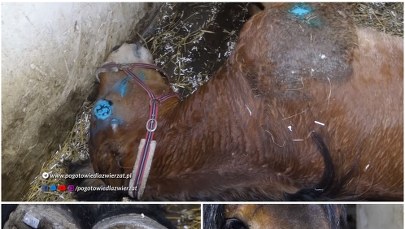 Poranione, chore, bez dostępu do wody. Koszmar koni w Wodzisławiu Śląskim