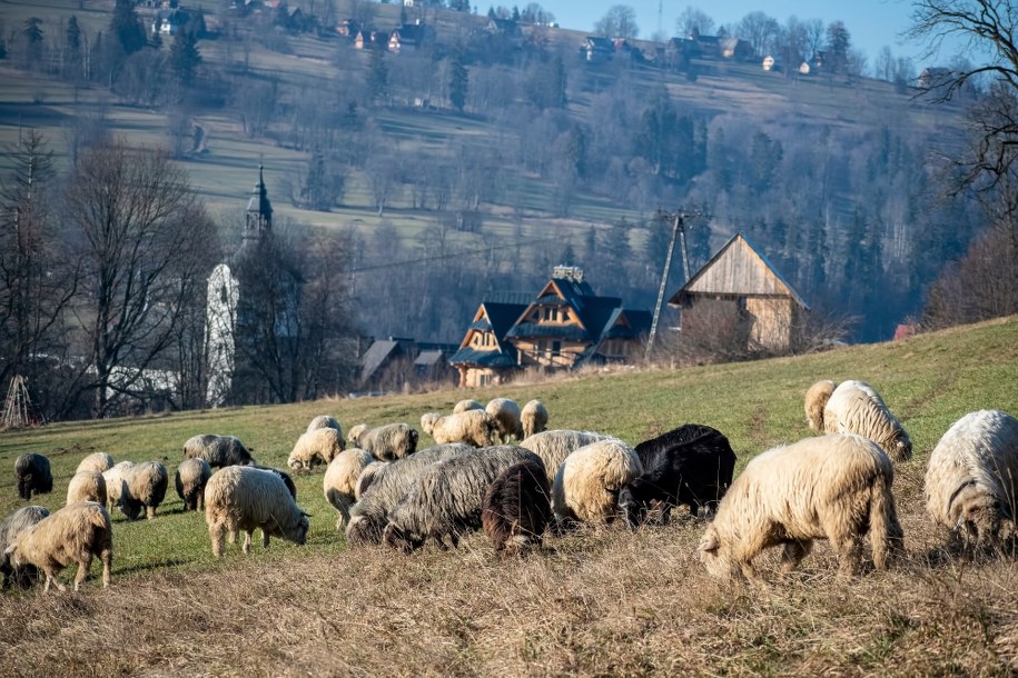 Poronin /Shutterstock