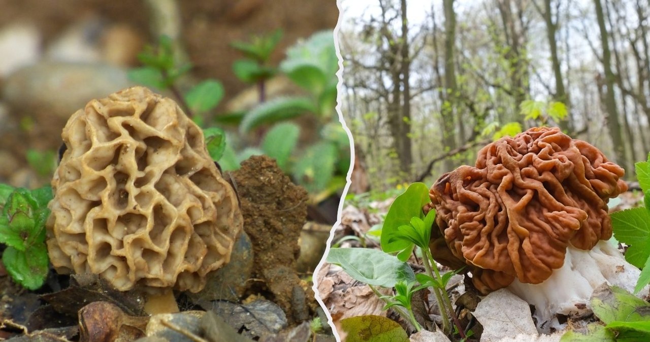 Porównanie dwóch podobnych do siebie gatunków: po lewej smardz jadalny (łac. Morchella esculenta), po prawej trująca piestrzenica kasztanowata (łac. Gyromitra esculenta) /CanvaPro /Canva Pro