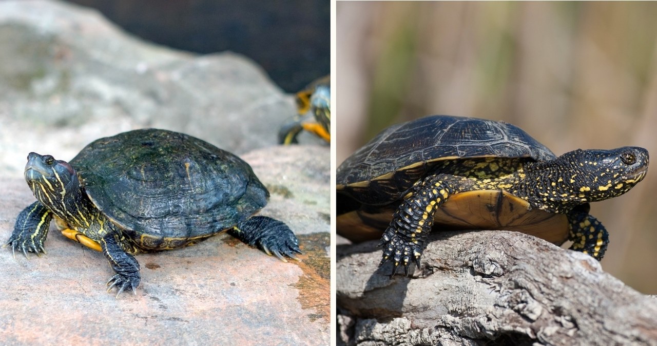 Porównanie inwazyjnego żółwia ozdobnego po lewej (żółw czerwonolicy, łac. Trachemys scripta elegans) oraz rodzimego żółwia błotnego po prawej (łac. Emys orbicularis) /CanvaPro /Canva Pro