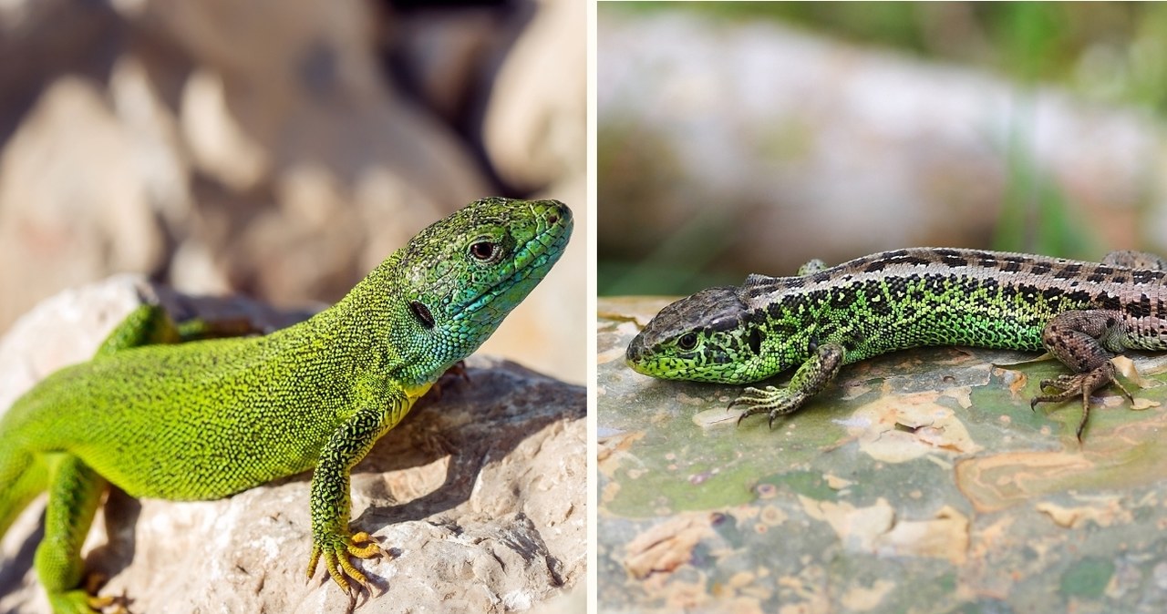 Porównanie jaszczurki zielonej łac. Lacerta viridis (po lewej) i jaszczurki zwinki o zielonym ubarwieniu łac. Lacerta agilis (po prawej) /CanvaPro /Canva Pro