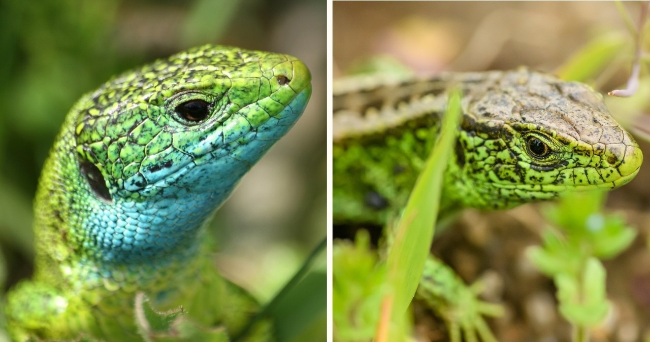 Porównanie jaszczurki zielonej łac. Lacerta viridis (po lewej) i jaszczurki zwinki o zielonym ubarwieniu łac. Lacerta agilis (po prawej) /CanvaPro /Canva Pro