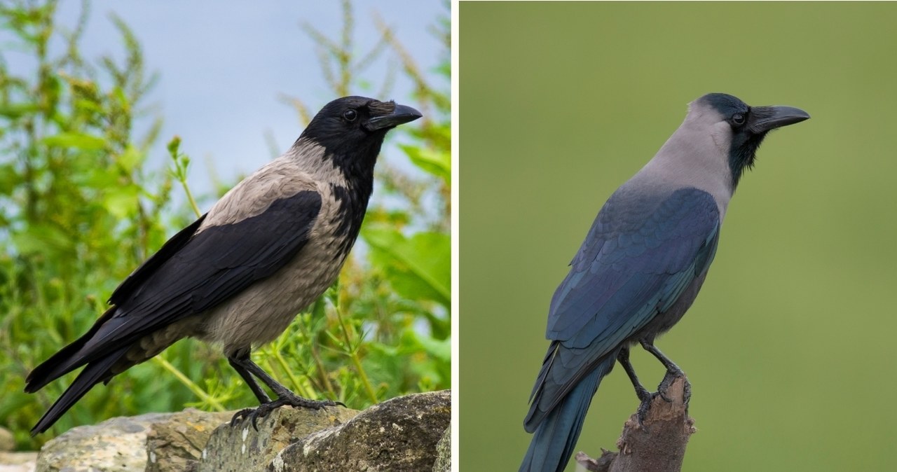 Porównanie rodzimej wrony siwej łac. Corvus cornix (po lewej) z inwazyjną wroną orientalną łac. Corvus splendens (po prawej) /Canva Pro