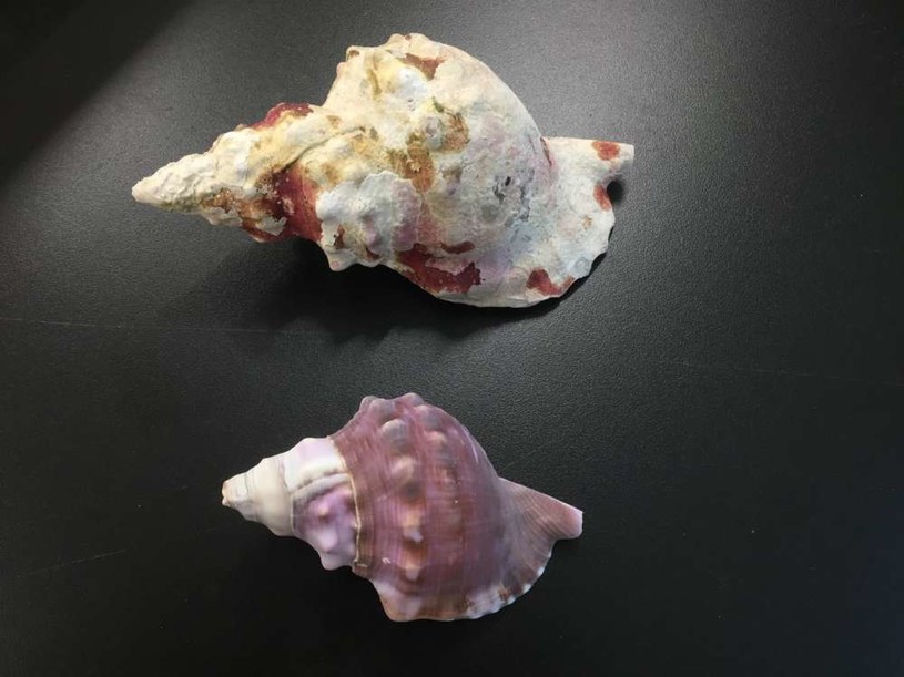 Porównanie rozmiaru ślimaków żyjących w dwóch różnych strefach (poniżej znajduje się okaz żyjący w zakwaszonej wodzie) /Fot. Ben Harvey /materiały prasowe