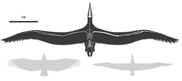 Porównanie rozpietosci skrzydeł nowego rekordzisty z kondorem kalifornijskim (po lewej) i albatrosem królewskim Rys. Liz Bradford /materiały prasowe