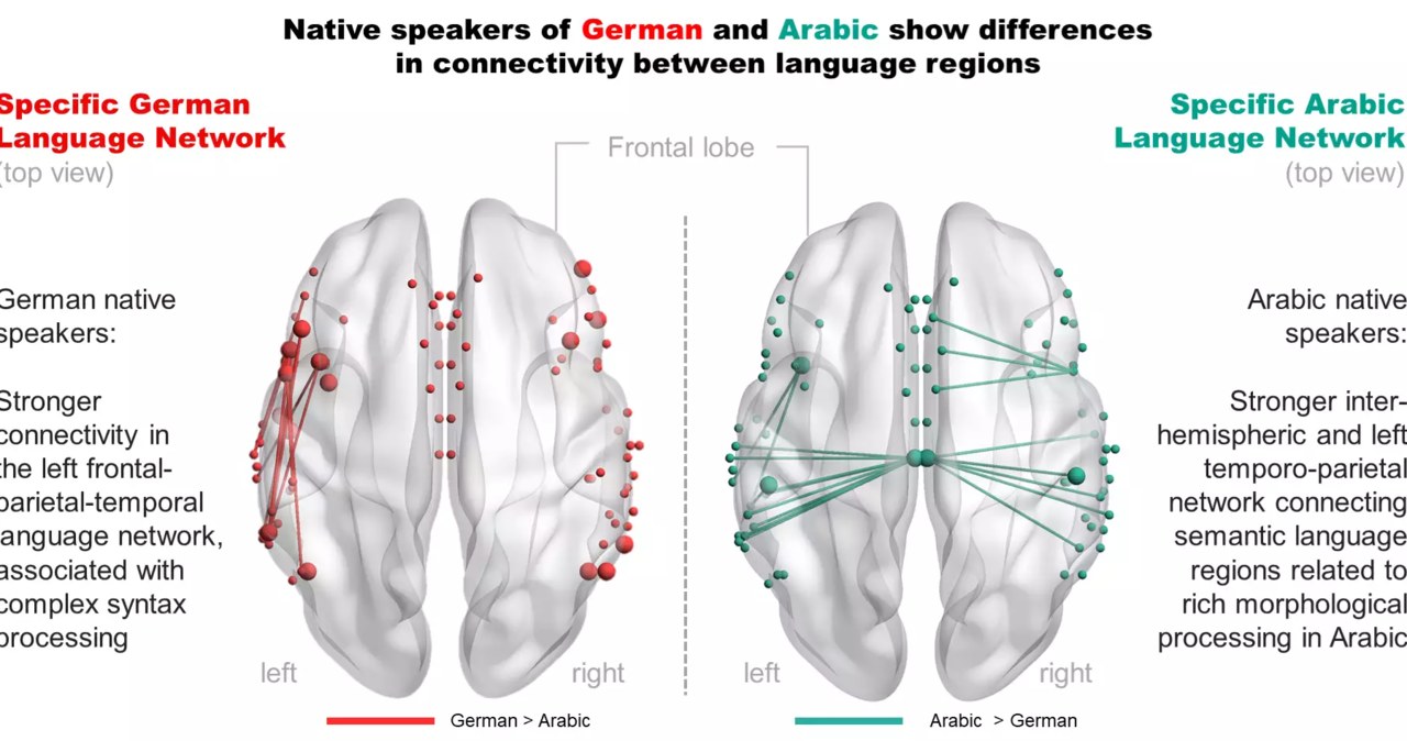 Porównanie struktury mózgów użytkowników języka niemieckiego i arabskiego /MPI CBS  /domena publiczna