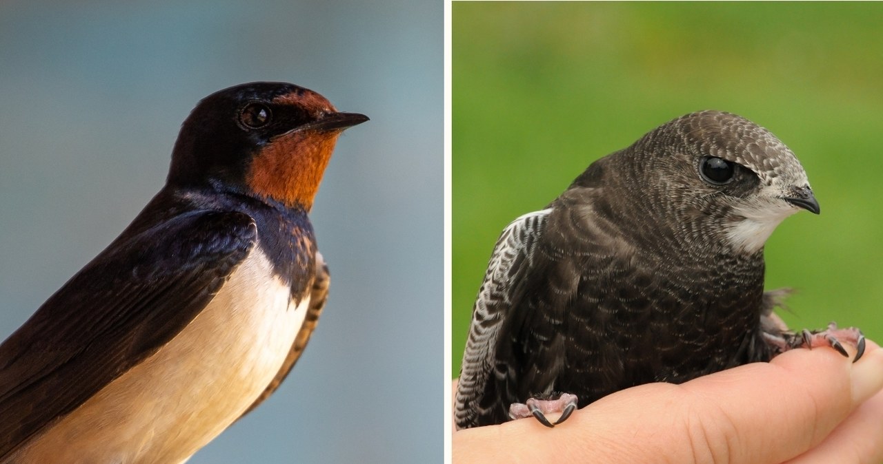 Porównanie upierzenia jaskółki dymówki łac. Hirundo rustica (po lewej) i jerzyka łac. Apus apus (po prawej) /CanvaPro /Canva Pro