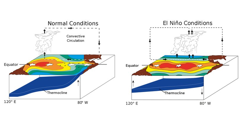 Porównanie warunków normalnych (po lewej) i El Niño (po prawej) /NOAA/PMEL/TAO /domena publiczna