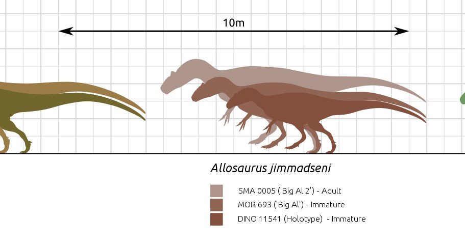 Porównanie wielkości allozaurów z człowiekiem /Wikimedia