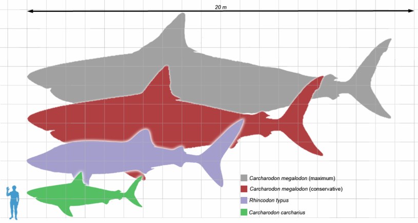 Porównanie wielkości megalodona, żarłacza białego i człowieka /Wikipedia