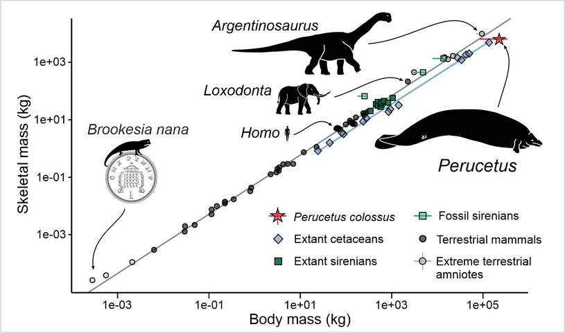 Comparând dimensiunea lui Perocetus și a altor animale /Forum /Agencja Forum