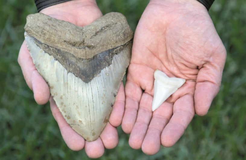 Porównanie zęba megalodona z tym należącym do żarłacza białego /materiały prasowe