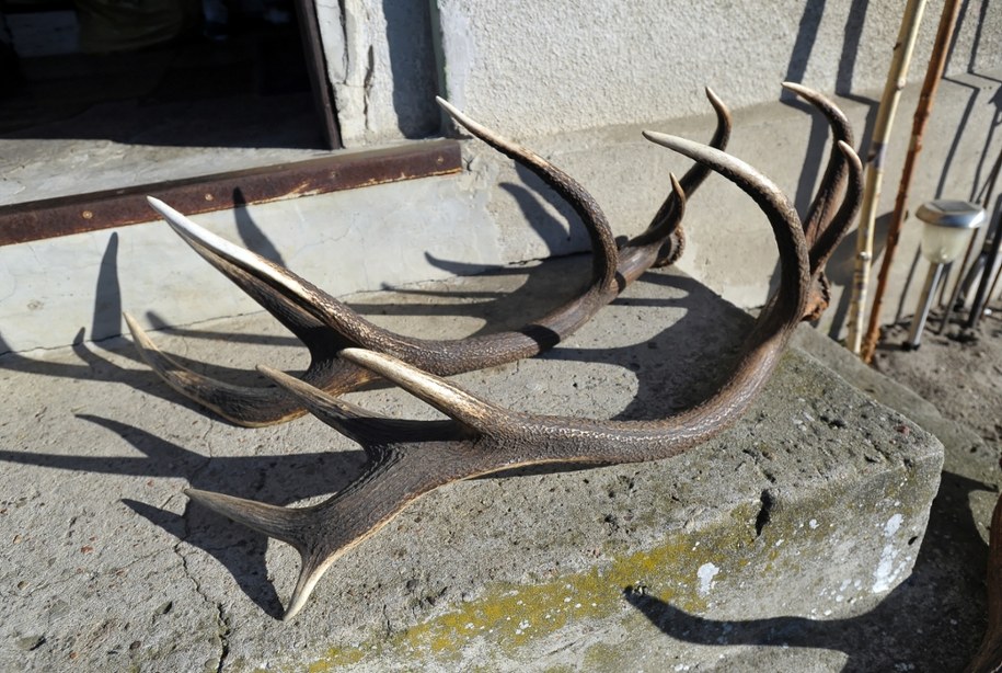 Jelenie i sarny zaczęły zrzucać poroże. Można je zbierać, ale pod pewnymi warunkami