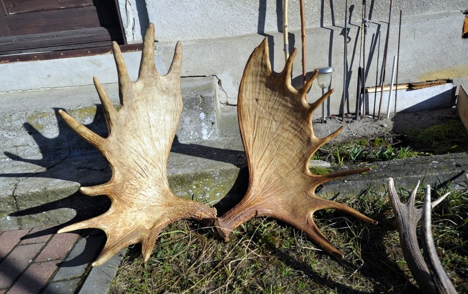 Poroża zebrane przez Zdzisława Gradowskiego prezentowane w Kliniskach Małych (pow. goleniowski, woj. zachodniopomorskie) /	Marcin Bielecki   /PAP