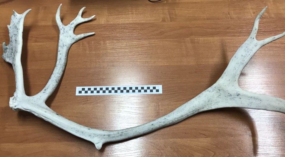 Poroże, które miał przy sobie mężczyzna /Małopolska Policja /Policja