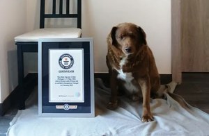 Portugalia. Bobi pobił rekord Guinnessa. Jest najstarszym psem w historii
