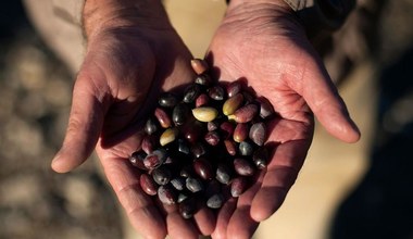 Portugalia - rekord na rynku oliwy