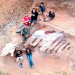 Portugalia. Rekordowy szkielet dinozaura znaleziony w ogródku