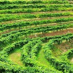 Portugalskie zielone wino coraz popularniejsze