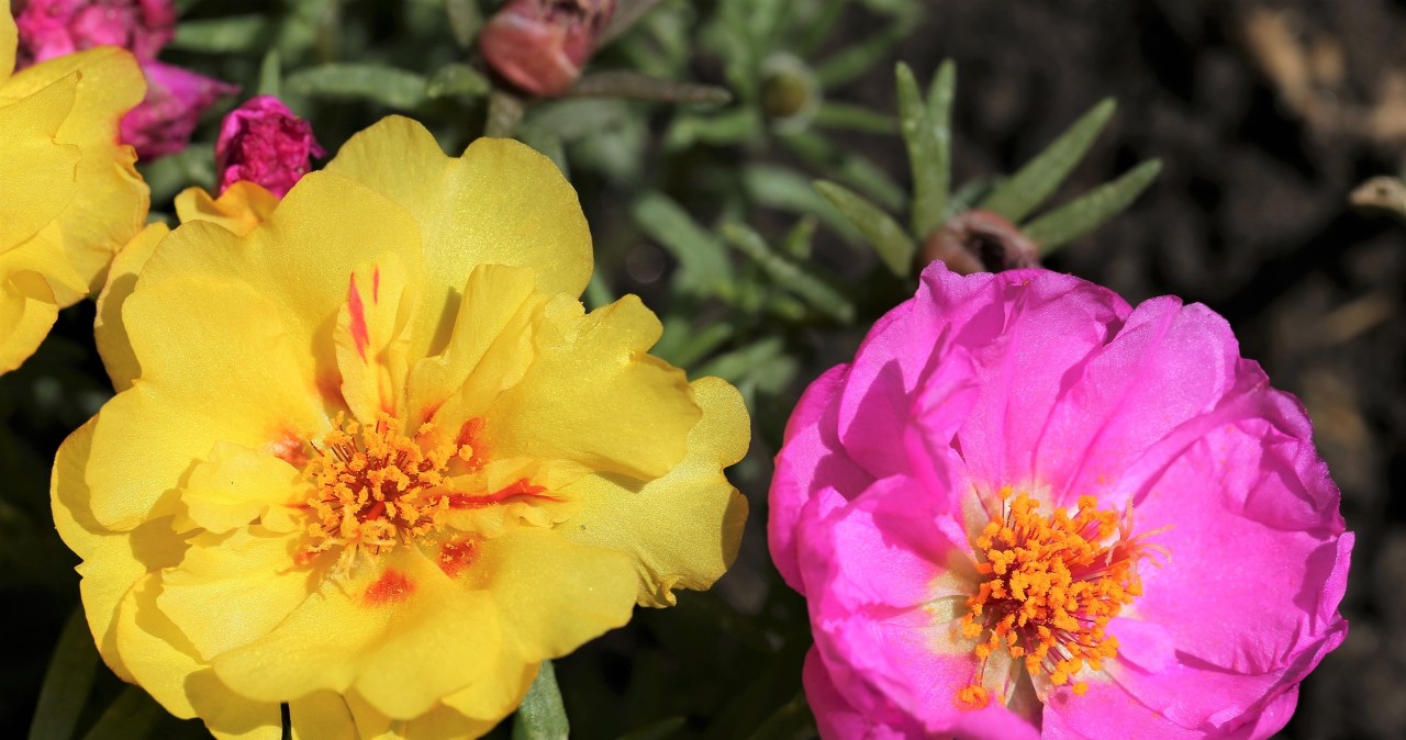 Портулак має неймовірну палітру кольорів: від білого та лимонного до помаранчевого, яскраво-рожевого та глибокого червоного /pixabay.com