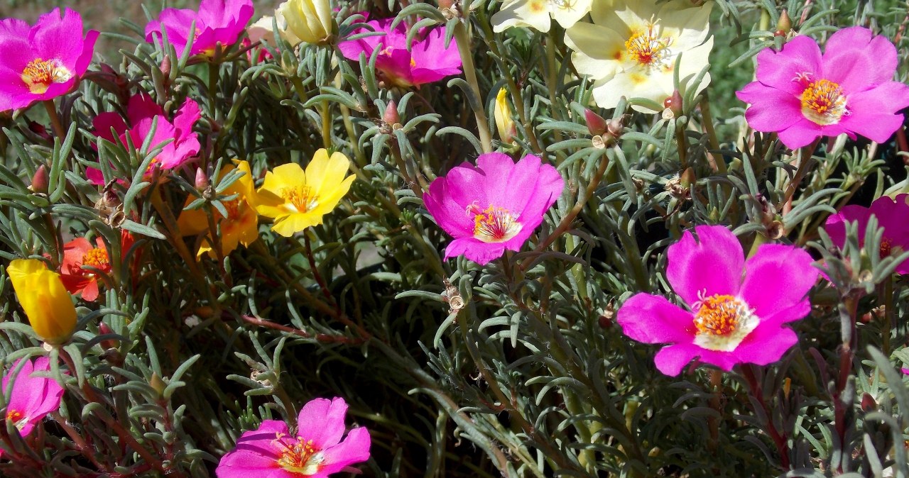 Портулак великоквітковий - ідеальний вибір для саду /pixabay.com