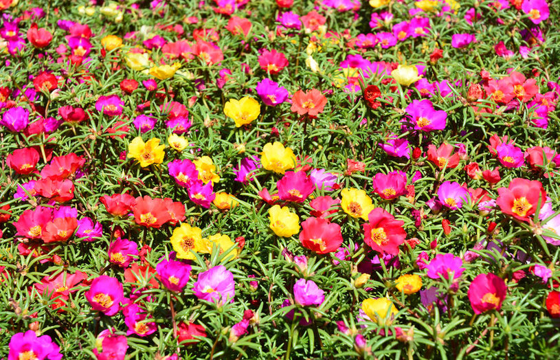 Portulaka wielokwiatowa /&copy;123RF/PICSEL