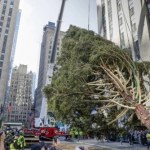 Poruszająca historia choinki w Rockefeller Center. "Nie mogłam uwierzyć, że to się dzieje"