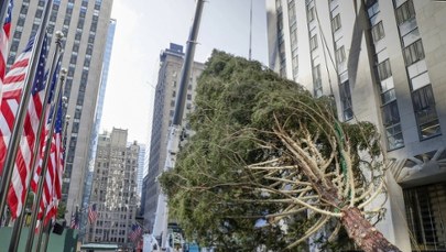 Poruszająca historia choinki w Rockefeller Center. "Nie mogłam uwierzyć, że to się dzieje"