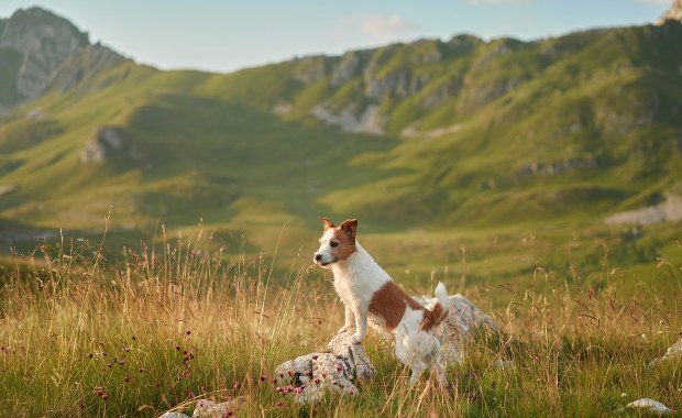 Poruszająca historia. Pies przez 10 tygodni czuwał przy ciele zmarłego właściciela