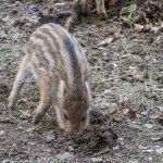 Poruszające nagranie z lasu trafiło do sieci. Leśnicy wydali apel 