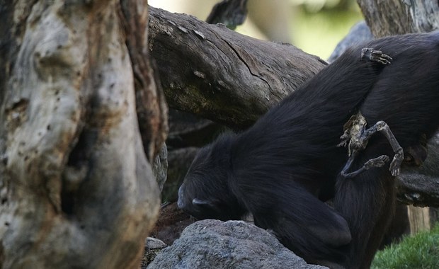Poruszający widok w zoo. Szympansica opiekuje się swoim martwym dzieckiem
