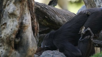 Poruszający widok w zoo. Szympansica opiekuje się swoim martwym dzieckiem