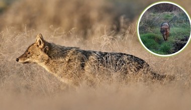 Poruszenie u sąsiadów Polski. To nie jest ani lis, ani wilk