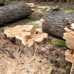 Poruszenie w Gieczynku. Ksiądz wyciął stare dęby, dostał karę i domaga się przeprosin