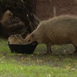 Poruszenie w polskim zoo. Na świat przyszły urocze stworzenia