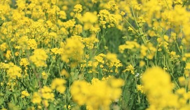 Порятунок для втомленого та виснаженого ґрунту. Як сіяти озимий ріпак в якості проміжної культури?