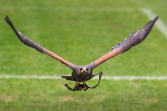 Porządku na wrocławskim stadionie pilnują... jastrzębie