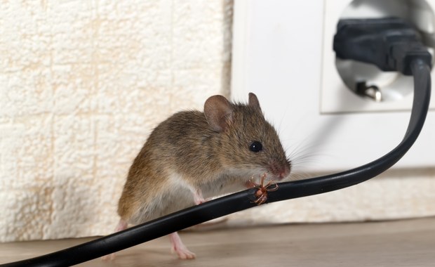 Porządnicka mysz. Tajemnicze wydarzenia w szopie [FILM]