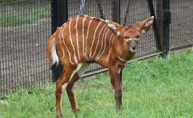 Porzeczka to nowa mieszkanka warszawskiego zoo