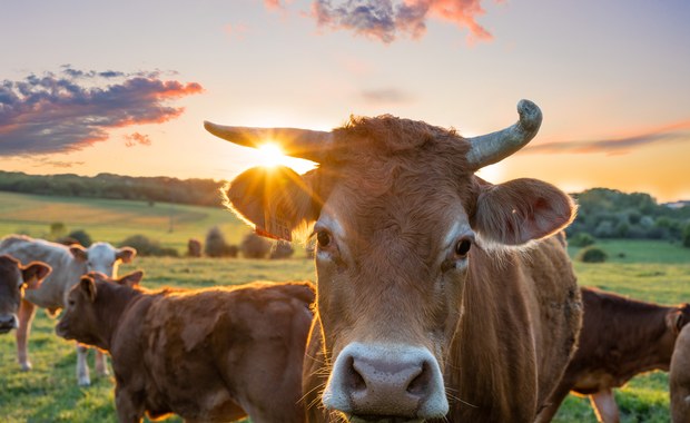 Porzucić mięso, nabiał i jajka dla klimatu?