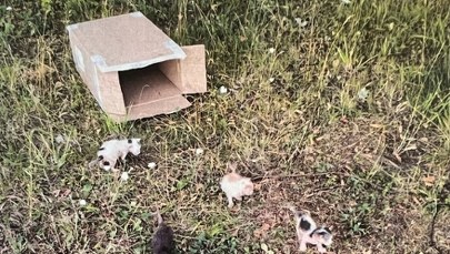 Porzucił w polu kartonowe pudełko. W środku było sześć kociąt