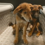 Porzucone szczeniaki błąkały się w nocy na środku ulicy. Nietypowa akcja w Białymstoku 