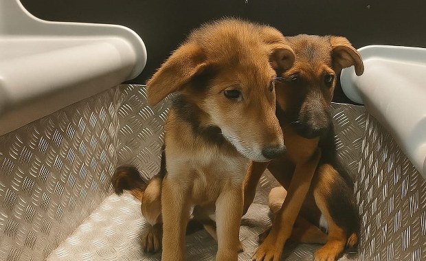 Porzucone szczeniaki błąkały się w nocy na środku ulicy. Nietypowa akcja w Białymstoku 