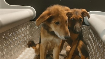 Porzucone szczeniaki błąkały się w nocy na środku ulicy. Nietypowa akcja w Białymstoku 