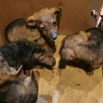 Porzucone szczenięta w lesie. Policja szuka sprawcy