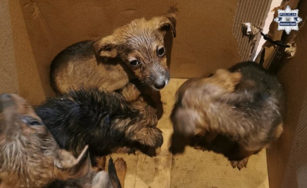 Porzucone szczenięta w lesie. Policja szuka sprawcy