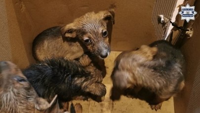 Porzucone szczenięta w lesie. Policja szuka sprawcy